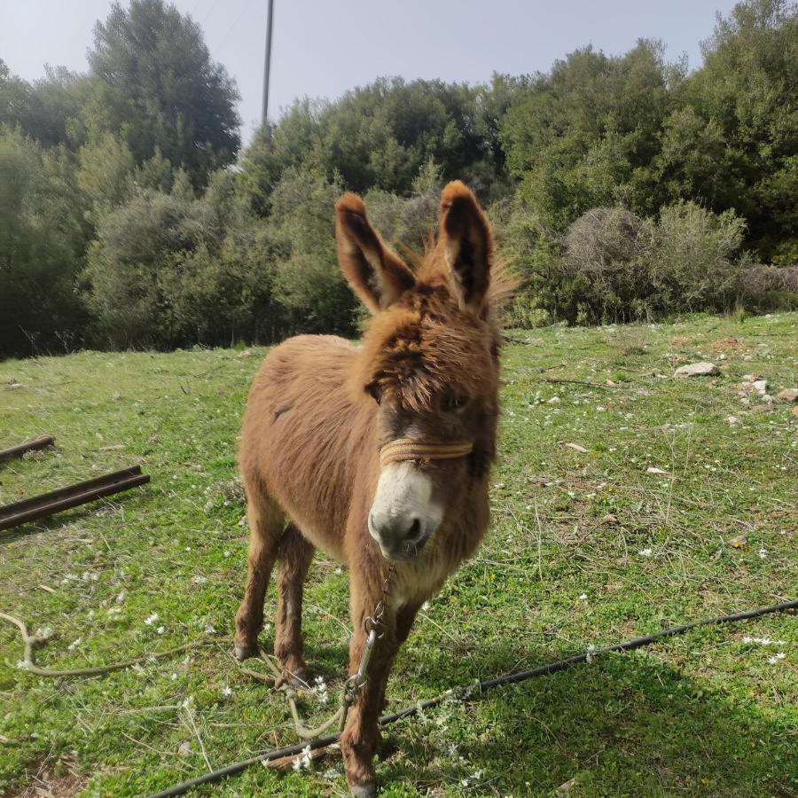 Oneiropagidasuites Kalávrita Kültér fotó